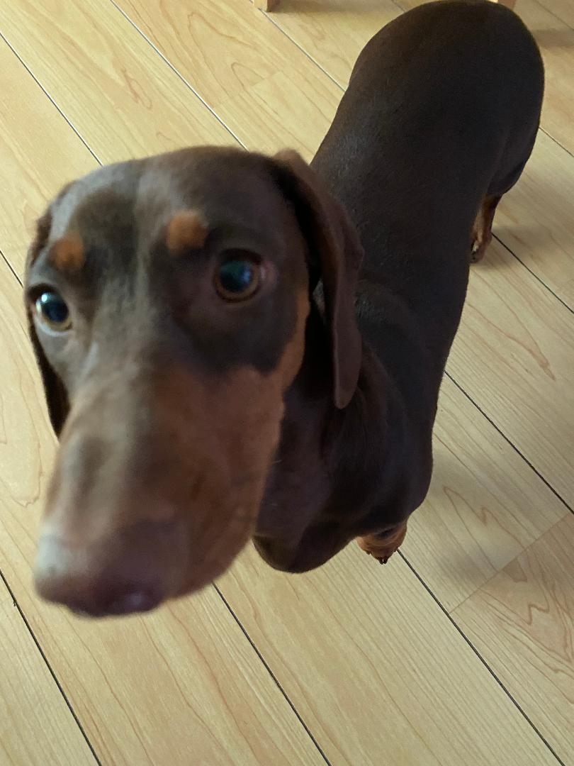 Hearing Aids for Dogs UK Hearing Centres